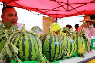 华亭全民吃瓜,一场全民参与的盛夏狂欢