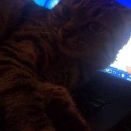 肥猫吃大瓜,大瓜美食盛宴