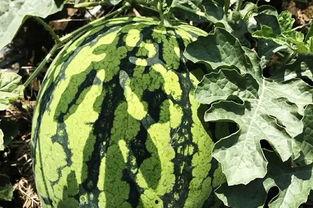 北月吃瓜,揭秘娱乐圈那些不为人知的幕后故事