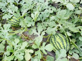 北月吃瓜,揭秘娱乐圈那些不为人知的幕后故事