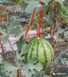 吃瓜全程,揭秘娱乐圈幕后真相