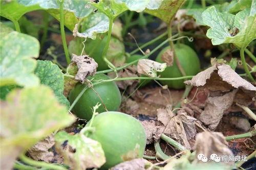 翰林城吃瓜,吃瓜群众的热议焦点