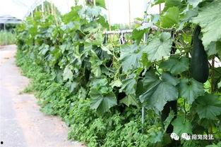 翰林城吃瓜,吃瓜群众的热议焦点