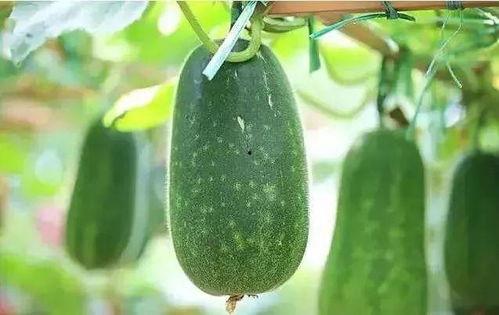 吃瓜与种瓜,揭秘瓜果产业的甜蜜奥秘