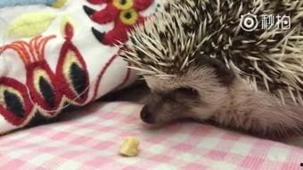 吃瓜狼爷,揭秘娱乐圈背后的神秘故事