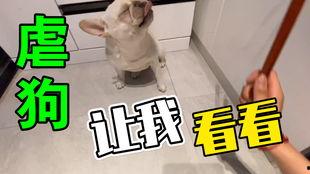 狗狗吃瓜带口罩,萌态十足引网友热议