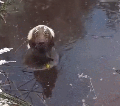 狗狗吃瓜带口罩,萌态十足引网友热议