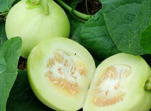 什么瓜减肥可以吃,健康享瘦新选择