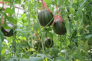 瓜山有什么吃的