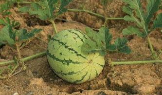 吃瓜的过程,一场味蕾与心灵的盛宴