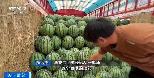 活体吃瓜,揭秘娱乐圈的“新鲜瓜果”现象