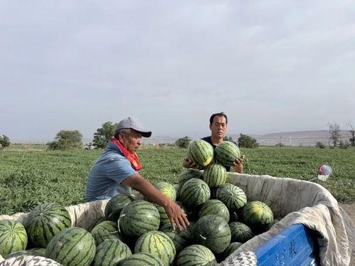 周口太康常营吃瓜,夏日炎炎，吃瓜群众欢乐多