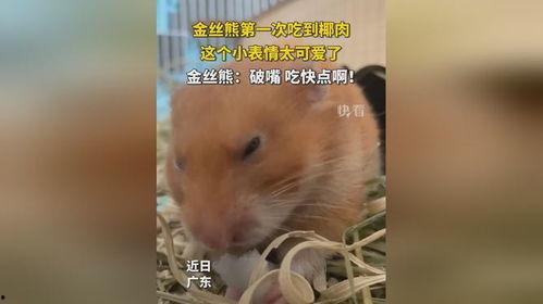 吃瓜金丝熊,揭秘网红宠物的趣味生活