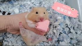 吃瓜金丝熊,揭秘网红宠物的趣味生活