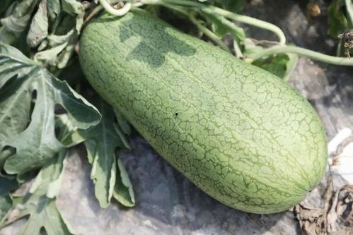 夏天吃几瓜,吃出健康，尽享“瓜”界盛宴