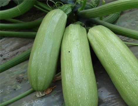 吃拉瓜的作用,养生保健的神奇功效揭秘