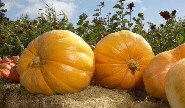 角瓜能和南瓜一起吃么,健康饮食新选择