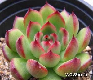 颖宝吃瓜多肉,多肉美食之旅