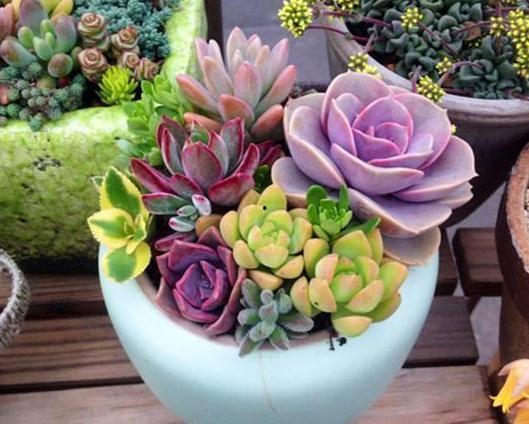 颖宝吃瓜多肉,多肉美食之旅