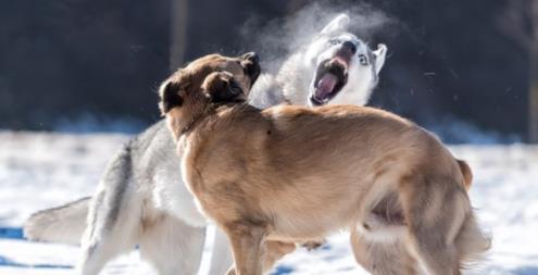 恶犬吃瓜视频大全,笑料百出视频大全