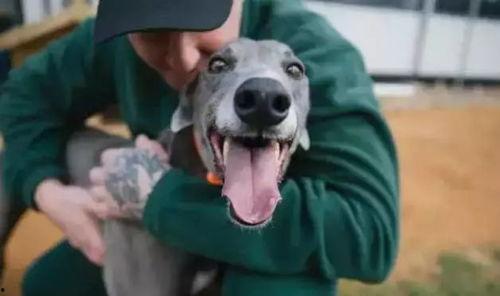 恶犬吃瓜视频大全,笑料百出视频大全