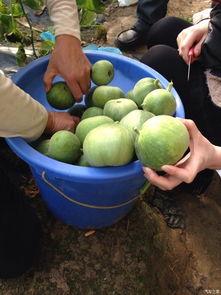 蛙友吃瓜论坛,揭秘网络蛙族的热议焦点