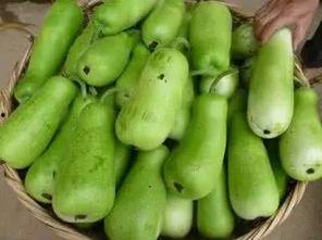 葫芦瓜减肥怎么吃,轻松享瘦的绿色选择