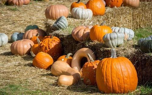 吃状元瓜的危害,吃状元瓜的潜在危害，警惕健康风险