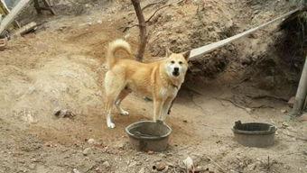 不明真像的吃瓜土狗,吃瓜土狗的奇幻冒险之旅