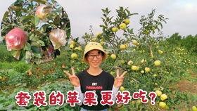 女生回复吃野瓜