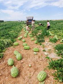 日落吃瓜,一场别开生面的夏日盛宴