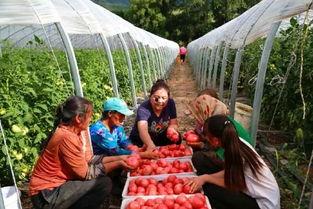 交城吃瓜新事件,揭秘背后真相与网络热议