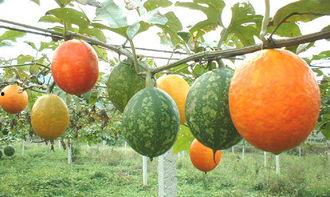 吃吊瓜能吃柿子吗,同食相宜还是禁忌？