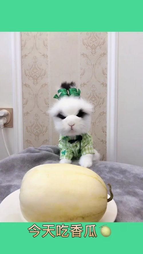 大熊吃瓜记,一场味蕾与自然的盛宴