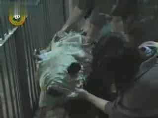 小狗吃瓜视频合集,小狗吃瓜视频合集欢乐盘点