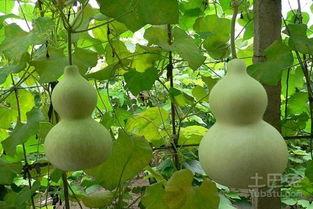 大白葫芦瓜怎么吃