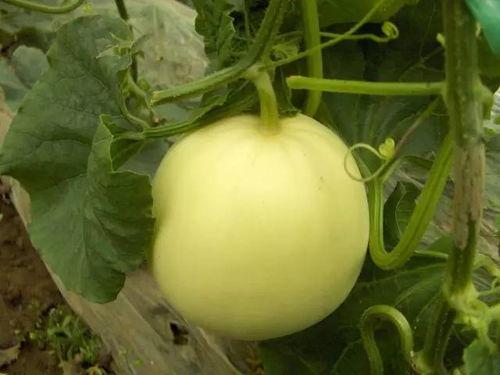 减肥可以吃小白瓜,减肥路上的绿色小助手