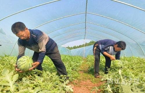 村里的吃瓜,揭秘村里吃瓜背后的故事