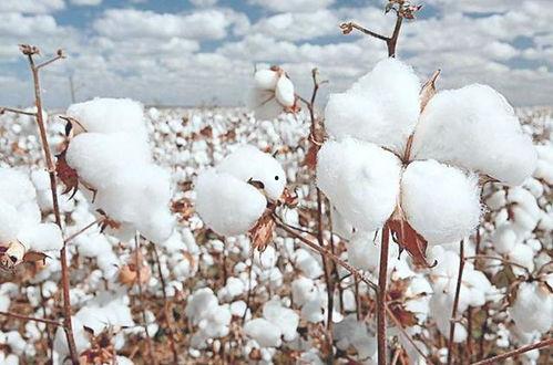 棉花娃娃吃瓜,棉花娃娃的甜蜜瓜果时光