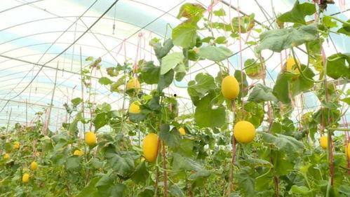 广东河源吃瓜爆料,揭秘当地独特美食文化