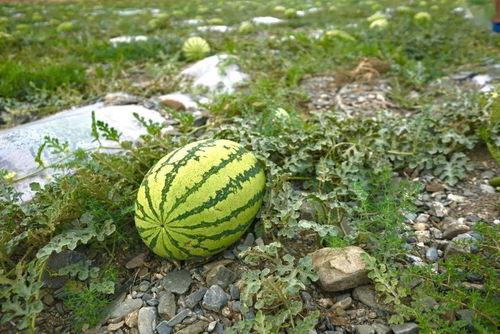 吃瓜吃多了也撑