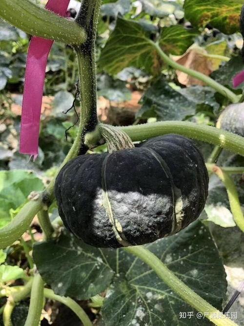 种瓜吃瓜 种豆吃豆,种瓜得瓜，种豆得豆的智慧启示