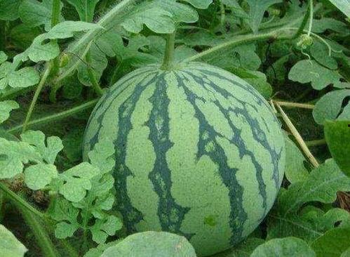 吃瓜甜,揭秘甜蜜背后的秘密