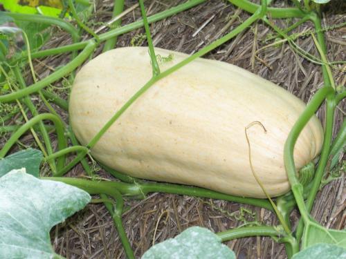 角瓜能和南瓜一起吃么