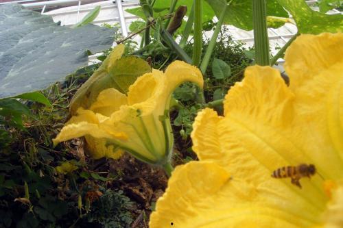 角瓜能和南瓜一起吃么