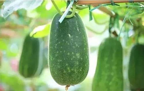 洞洞吃瓜,揭秘瓜界奇闻异事