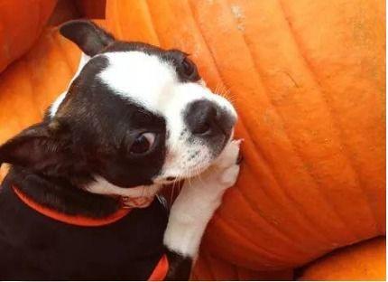 面瓜小狗可以吃吗