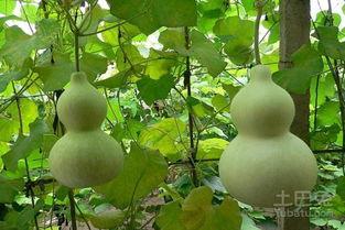 葫芦瓜减肥怎么吃,轻松享瘦的绿色选择