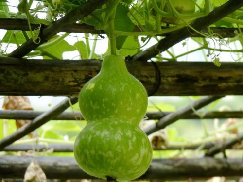 葫芦瓜减肥怎么吃,轻松享瘦的绿色选择