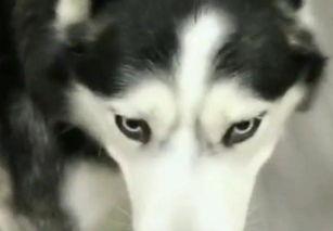 二哈吃瓜套路,揭秘狗狗界的“八卦风云”